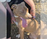 Small #1 Mutt