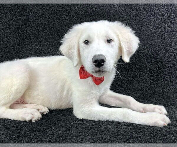 Medium Photo #4 Great Pyrenees-Unknown Mix Puppy For Sale in Grafton, WI, USA