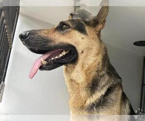 German Shepherd Dog Dogs for adoption in Houston, TX, USA