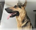 Small German Shepherd Dog