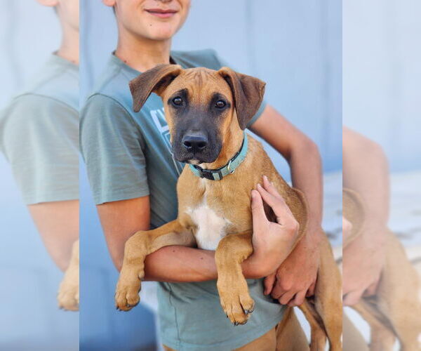 Medium Photo #5 Boxador Puppy For Sale in Dana Point, CA, USA