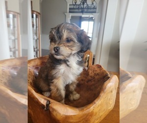 Poodle (Toy)-Yorkshire Terrier Mix Puppy for sale in CHICAGO, IL, USA
