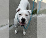 Small #2 Mutt