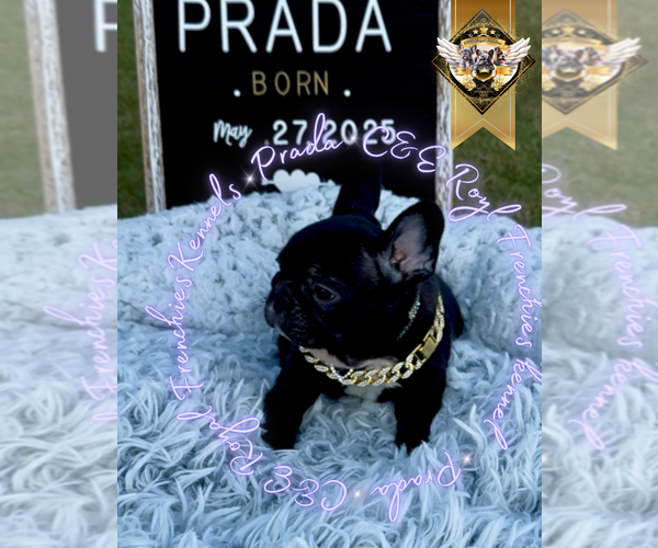Medium Photo #6 French Bulldog Puppy For Sale in ATHENS, GA, USA