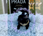 Small #4 French Bulldog