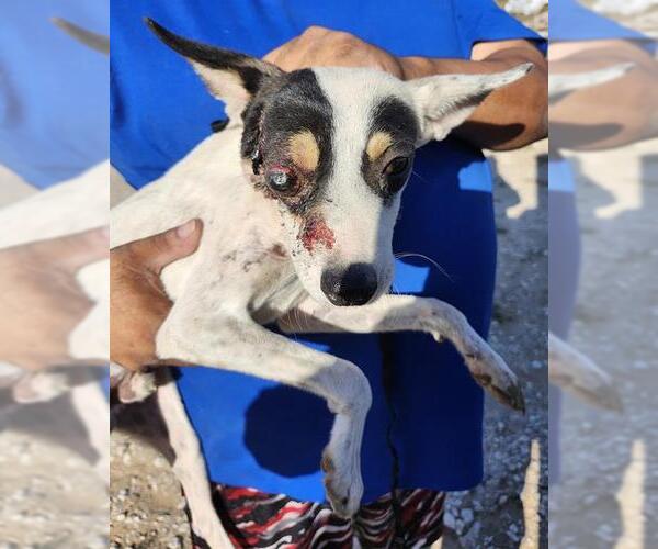 Medium Photo #1 Chihuahua-Unknown Mix Puppy For Sale in San Antonio, TX, USA