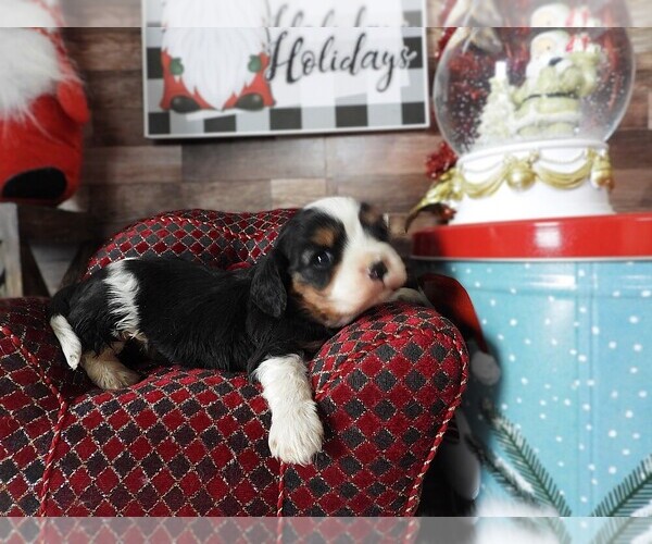 Medium Photo #9 Cavalier King Charles Spaniel Puppy For Sale in CARLISLE, KY, USA