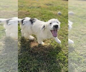 Idaho : Emmett - Male Labsky Dog for Adoption - Photo #2