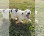 Small Photo #2 Labsky Puppy For Sale in Aurora, IN, USA