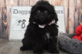 Medium Poodle (Miniature)