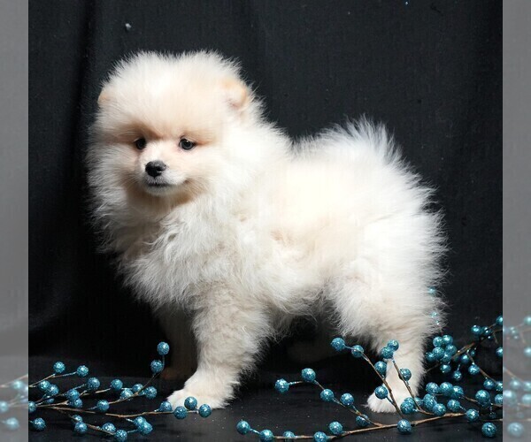 Medium Photo #3 Pomeranian Puppy For Sale in ROCK VALLEY, IA, USA
