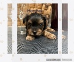 Small Photo #2 -Yorkshire Terrier Mix Puppy For Sale in BENNINGTON, IN, USA