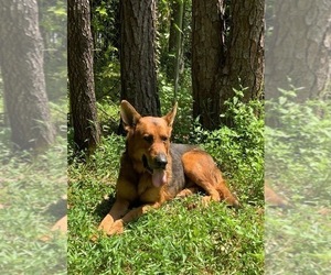Father of the German Shepherd Dog-Labradoodle Mix puppies born on 06/02/2025