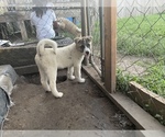 Small Photo #4 Akita Puppy For Sale in FLORISSANT, MO, USA