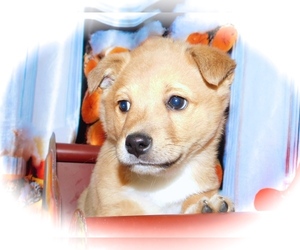 American Eskimo Dog-Jack-Rat Terrier Mix Puppy for sale in HAMMOND, IN, USA