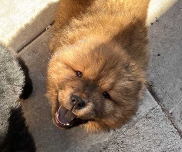 Medium Photo #4 Chow Chow Puppy For Sale in SAN DIEGO, CA, USA