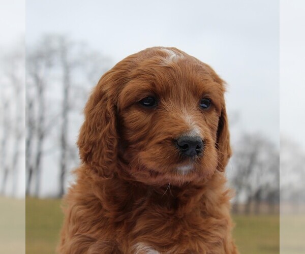 Medium Photo #4 Irish Doodle Puppy For Sale in GREENCASTLE, PA, USA