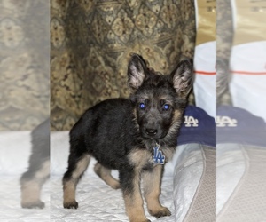 German Shepherd Dog Puppy for sale in TEMECULA, CA, USA
