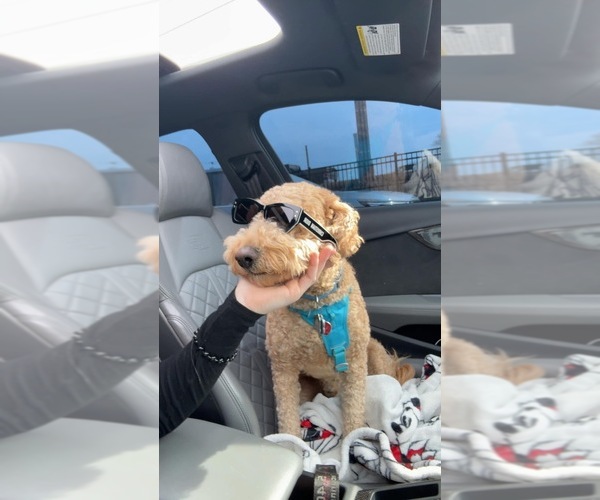 Medium Photo #1 Goldendoodle mix (+ Poodle Standard) Puppy For Sale in ROCHESTER, NY, USA