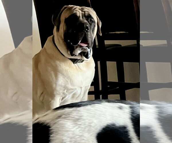 Medium Photo #3 Mastiff Puppy For Sale in Goodyear, AZ, USA