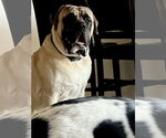 Small #2 Mastiff