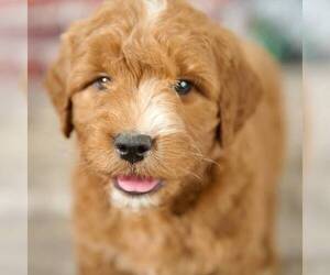 Goldendoodle-Poodle (Standard) Mix Puppy for sale in DALTON, OH, USA