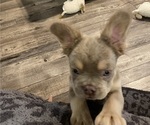 Small #9 French Bulldog