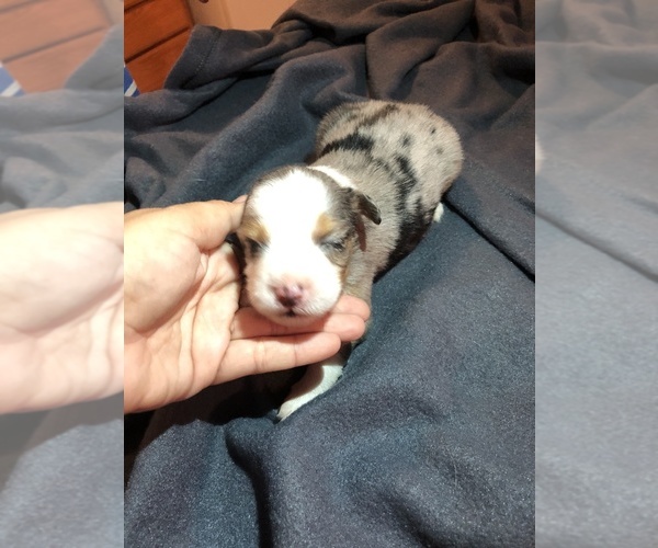 Medium Photo #1 Miniature Australian Shepherd Puppy For Sale in VACAVILLE, CA, USA