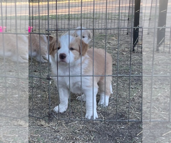 Medium Photo #1 Border Collie Puppy For Sale in WINCHESTER, CA, USA