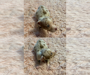American Bully Puppy for sale in ELLENWOOD, GA, USA