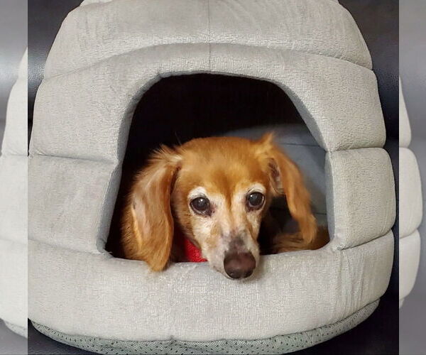 Medium Photo #2 Dachshund Puppy For Sale in Weston, FL, USA