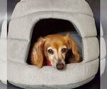 Small #1 Dachshund