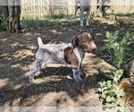Puppy Puppy 2 German Shorthaired Pointer