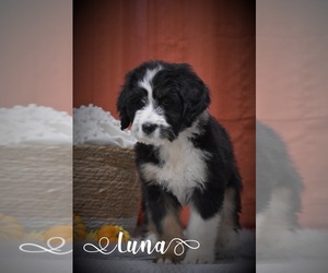 Bernedoodle Puppy for sale in ARCANUM, OH, USA