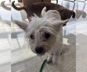 Maltese-Unknown Mix Dogs for adoption in Plano, TX, USA