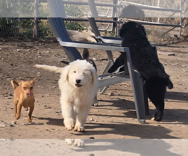 Medium Photo #2 GIANT SCHNAUZER -Great Pyrenees Mix Puppy For Sale in Peralta, NM, USA