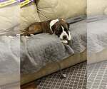 Small Staffordshire Bull Terrier Mix