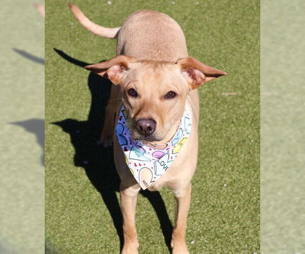 Medium Photo #5 Mutt Puppy For Sale in Rockaway, NJ, USA