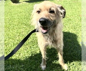 Mutt Dogs for adoption in Houston, TX, USA