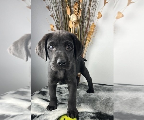 Medium Photo #5 Labrador Retriever Puppy For Sale in GREENWOOD, IN, USA
