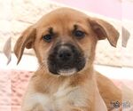 Small #3 Retriever  Mix