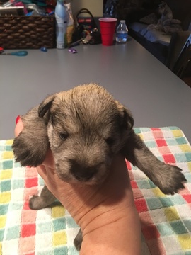 Medium Photo #2 Schnauzer (Miniature) Puppy For Sale in CORNISHVILLE, KY, USA