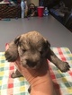 Small Photo #2 Schnauzer (Miniature) Puppy For Sale in CORNISHVILLE, KY, USA