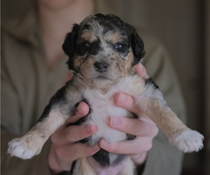 F2 Aussiedoodle Litter for sale in OLYMPIA, WA, USA