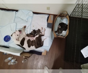 Mother of the American Bully-American Pit Bull Terrier Mix puppies born on 11/04/2022