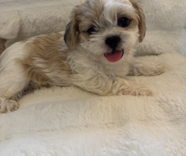 Medium Photo #9 Maltipoo (Miniature)-Shih Tzu Mix Puppy For Sale in EL CENTRO, CA, USA