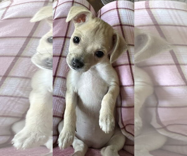 Medium Photo #3 Chihuahua-Unknown Mix Puppy For Sale in Plainfield, IL, USA