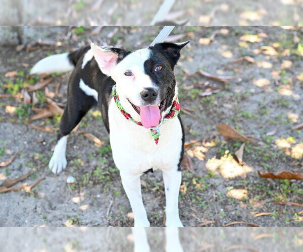 Medium Photo #2 Border Collie-Unknown Mix Puppy For Sale in Ocala, FL, USA