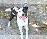 Small #1 Border Collie Mix