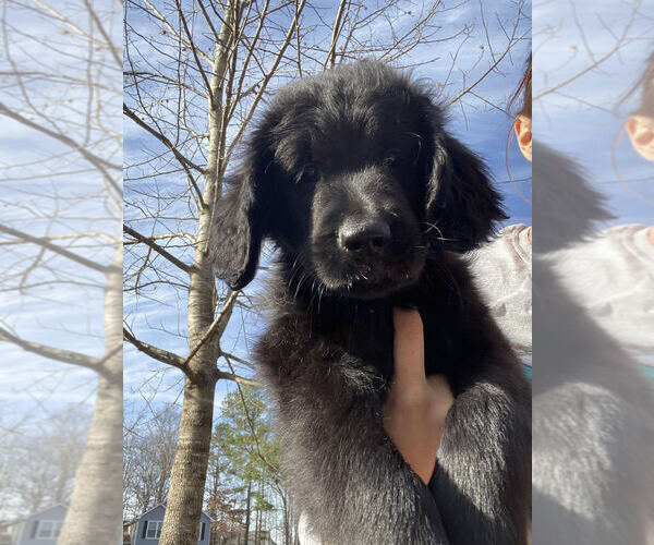 Medium Photo #1 Goldendoodle-Newfoundland Mix Puppy For Sale in BUFORD, GA, USA